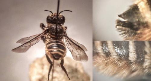 Réf. 232 184 : Megachile melanopyga